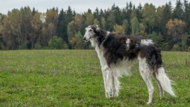 Rus tazıları doğada. Rus borzoi köpeği sonbahar doğasının arka planına karşı duruyor. Hayvan konsepti.