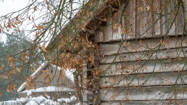 在乡村房屋的背景上 黄色的树叶被雪覆盖着 — 图库照片