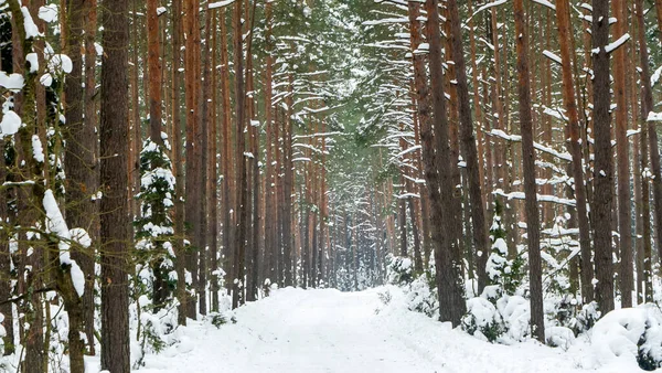 Winterwald Schnee Auf Den Ästen Der Bäume Frostige Luft Park — Stockfoto