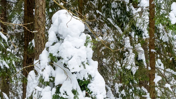 Floresta Inverno Neve Nos Ramos Das Árvores Gelado Parque Entre — Fotografia de Stock