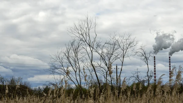 Het Veld Met Uitgestorven Opgedroogde Bloemen Tegen Achtergrond Van Grote — Stockfoto