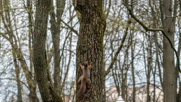 Tupai Merah Melihat Bawah Dari Pohon Musim Semi Dengan Ruang — Stok Foto
