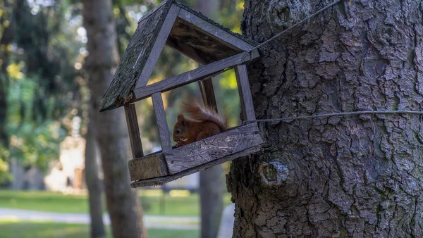 Імбирна Білка Дивиться Годівниці Висить Дереві Міському Парку — стокове фото