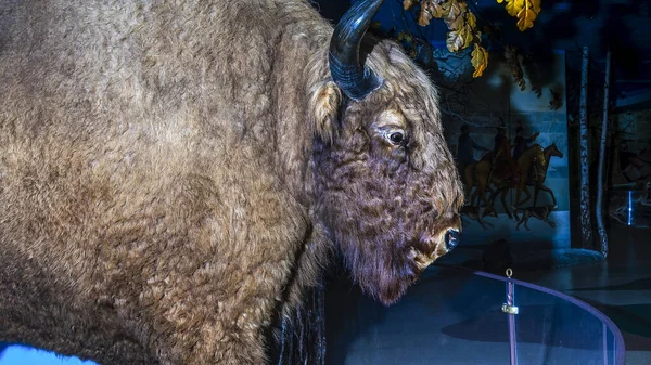 Bisonte Europeu Recheado Bisonte Taxidermia Com Chifre Pele Marrom Conceito — Fotografia de Stock