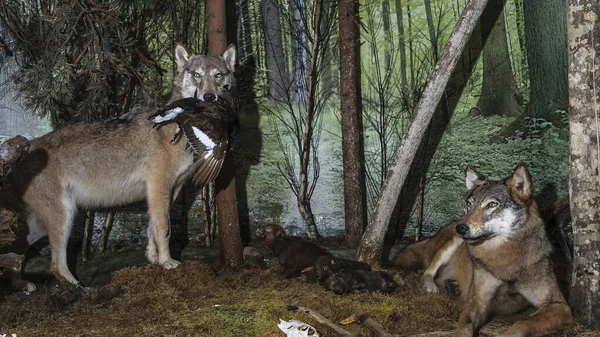 A stuffed wolfs. Wolf heads. Museum exhibit stuffed wild predators. Hunting trophy.