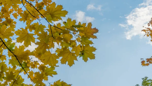 Sarı Dökülen Yapraklar Bulutlu Mavi Gökyüzüne Karşı Ağaç Sarı Akçaağaç — Stok fotoğraf