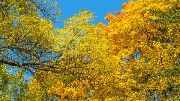 Feuilles Jaunes Tombées Arbre Contre Ciel Bleu Nuageux Feuilles Érable — Photo