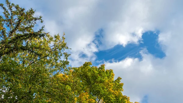 하늘을 배경으로 나무들 단풍나무 하늘을 아름다운 나무와 가을의 — 스톡 사진