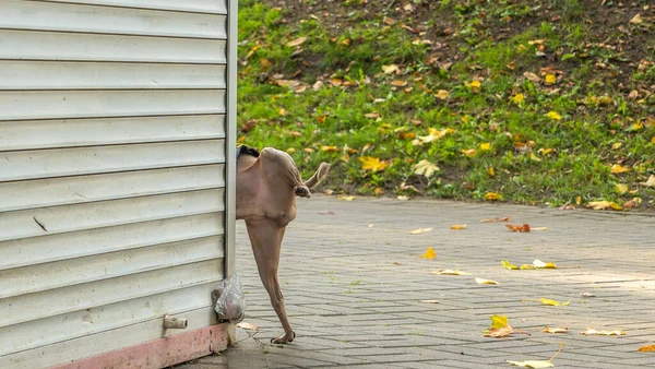 Straßenhund Pinkelt Die Ecke Des Kiosks Kleiner Hund Uriniert Auf — Stockfoto