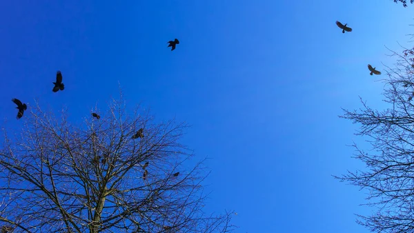 Koloni Burung Jackdaw Eropa Koloni Jackdaw Bersarang Tinggi Puncak Pohon — Stok Foto