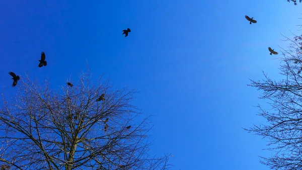 Colonia Păsărilor Jackdaw Europene Colonie Jackdaw Cuibăresc Sus Copaci Goi — Fotografie, imagine de stoc