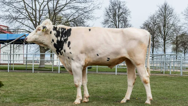 Tribal Bull on the farm. The white bull is a producer of the Holstein breed in the exhibition stand. Farm business concept.