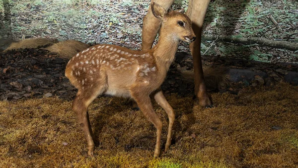 Taxidermia Recheada Veados Conceitos Animais Cervo Bebé Peluche Bonito Museu — Fotografia de Stock
