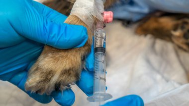 Veteriner, hasta bir köpeğe iğne yapıyor. Doktor elinde ilaçlı bir şırınga tutuyor. Veteriner ambulansı. Tedavi aşısı yapan hayvan. Hayvan sağlığı konsepti.
