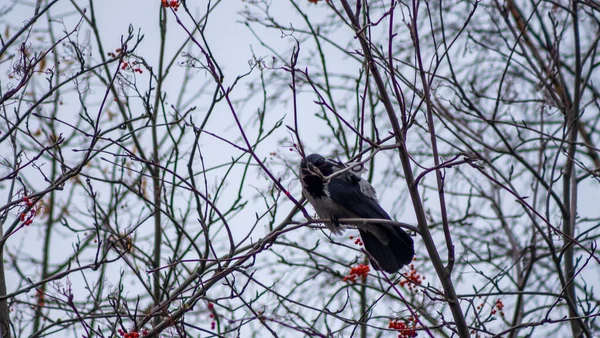 ヨーロッパのジャック ドウ鳥のコロニー 暗い曇った空に対して裸の木の上に高く巣を作るジャックドーのコロニー 鳥類学の概念 — ストック写真