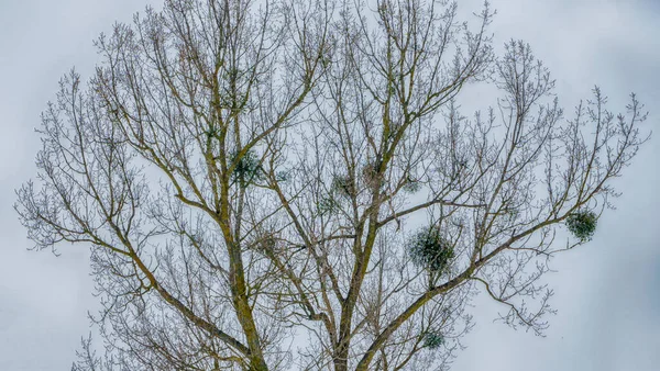 Kolonia Europejskich Ptaków Jackdaw Kolonia Jackdaw Zagnieżdżająca Się Wysoko Gołych — Zdjęcie stockowe