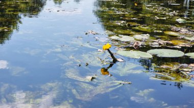 Sarı Nilüfer çiçeği veya Nymphaea su rizyomatöz bitkisi. Suyun dışında yetişen yeşil yapraklarla çevrili ve açılıp açan bitkiler..