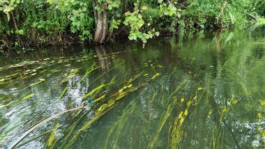 Nehirdeki bir grup yeşil su bitkisi. Nehirde su zambakları ve ördek yosunu.