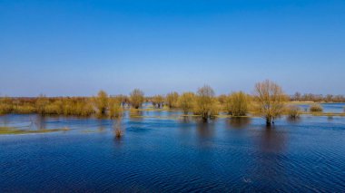 Dalgalanan sular altında kalan ağaçlar. Sudaki ağaçlar. Beyaz Rusya 'nın Turov kenti yakınlarındaki Pripyat Nehri' nin taşmasıyla manzara.