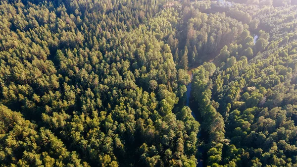 Pine Forest Height Aerial Drone View Lush Green Pine Forest — Stock Photo, Image