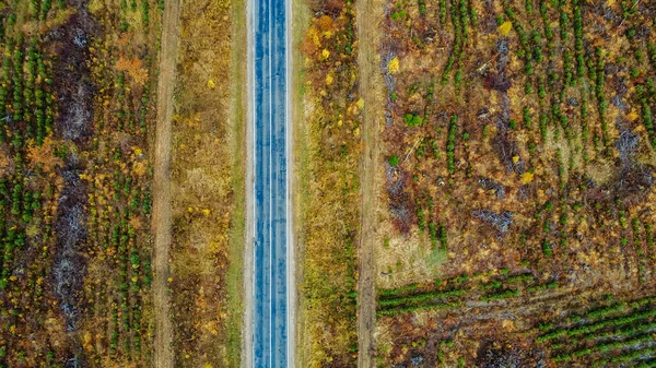 Sonbaharda Kırsal Asfalt Yolun Aşağı Havadan Görünüşü Sonbahar Renkleri Doğa — Stok fotoğraf