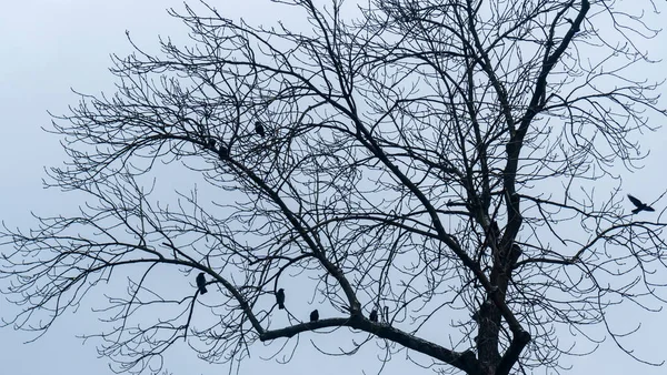 Вороны Сидят Голом Зимнем Дереве Сером Фоне Неба — стоковое фото