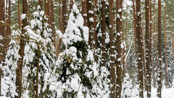 Winterwald Schnee Auf Den Ästen Der Bäume Frostige Luft Park — Stockfoto