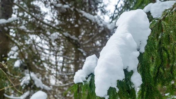 Winterwald Schnee Auf Den Ästen Der Bäume Frostige Luft Park — Stockfoto