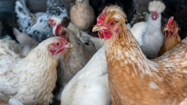 Kümes Hayvanları Tavuk Kümesindeki Tavuklar Yürüyüşe Çıktılar Şaşkınlıkla Izlediler — Stok fotoğraf
