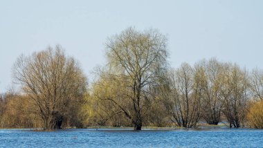 Dalgalanan sular altında kalan ağaçlar. Sudaki ağaçlar. Beyaz Rusya 'nın Turov kenti yakınlarındaki Pripyat Nehri' nin taşmasıyla manzara.