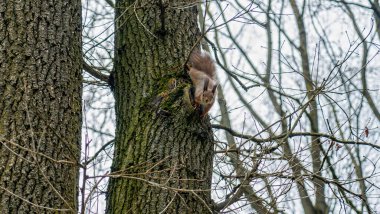 Kırmızı sincap, ilkbaharda bir ağaçtan fotokopi alanı ile aşağıya bakıyor..