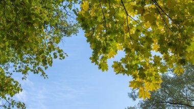 Sarı dökülen yapraklar. Bulutlu mavi gökyüzüne karşı ağaç. Sarı Akçaağaç Yaprakları Gökyüzünün Üzerinde. Güzel sonbahar ağacı ve mavi gökyüzü. Sonbahar Doğa Konsepti.