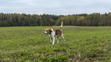 Av köpeği çimlerin üzerinde oynuyor. Doğal bir sonbahar arka planında av köpeği. Hayvan konsepti.