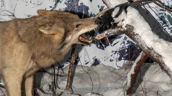 A stuffed wolf. Wolf head. Museum exhibit stuffed wild predators. Hunting trophy.