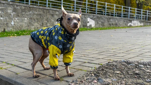 Terrier Giocattolo Russo Parco Città Nell Autunno Terrier Giocattolo Russo — Foto Stock