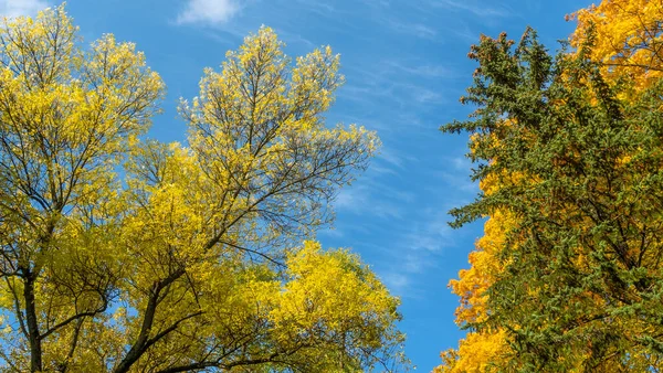 하늘을 배경으로 나무들 단풍나무 하늘을 아름다운 나무와 가을의 — 스톡 사진