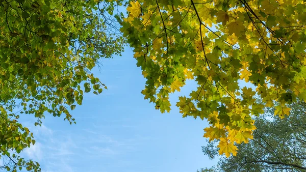 Feuilles Jaunes Tombées Arbre Contre Ciel Bleu Nuageux Feuilles Érable — Photo