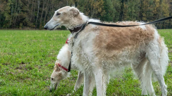 ロシアの灰色の色合いが特徴です ロシアのボルゾイ犬は秋の自然を背景に立っています 動物概念 — ストック写真