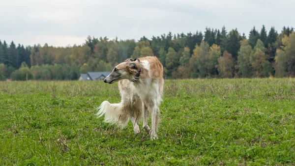 Orosz Agarak Természetben Orosz Borzoi Kutya Áll Hátterében Őszi Természet — Stock Fotó