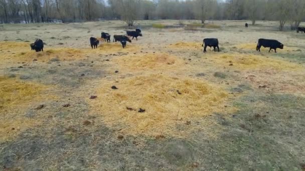 Kawanan Sapi Liar Padang Rumput Heck Ternak Alam Konsep Margasatwa — Stok Video