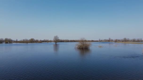 高い水の期間中に洪水の木 水の中の木 ベラルーシのトゥロフ近くのプリピャト川の春の洪水の風景 — ストック動画