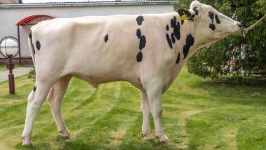 Çiftlikteki kabile boğası. Beyaz boğa Holstein 'in gösteri standındaki bir prodüktörüdür. Çiftlik işi kavramı.