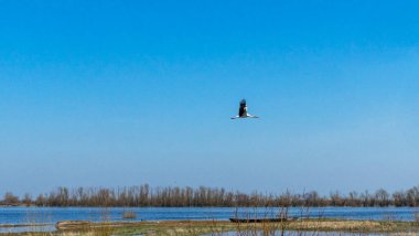 Mavi gökyüzünde uçan beyaz leylek.