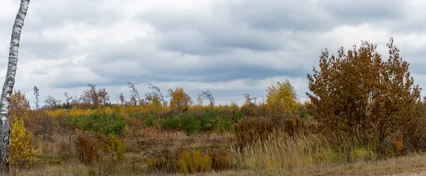 Panorama Automne Taillis Jeunes Arbres Champ Herbeux Buissons Ciel Gris — Photo