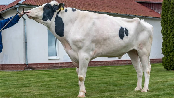 Tribal Bull on the farm. The white bull is a producer of the Holstein breed in the exhibition stand. Farm business concept.