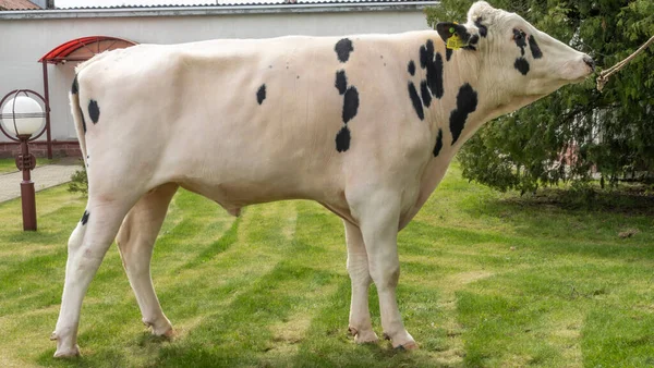 Çiftlikteki kabile boğası. Beyaz boğa Holstein 'in gösteri standındaki bir prodüktörüdür. Çiftlik işi kavramı.