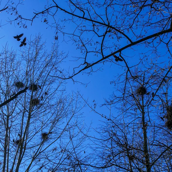 Colony European Jackdaw Birds Una Colonia Garras Anidando Alto Las —  Fotos de Stock