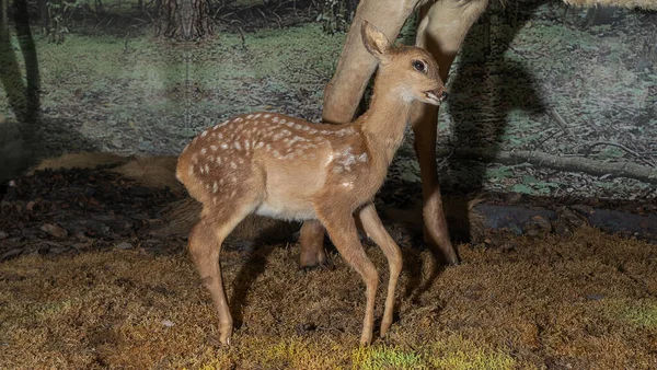 Taxidermia Recheada Veados Conceitos Animais Cervo Bebé Peluche Bonito Museu — Fotografia de Stock