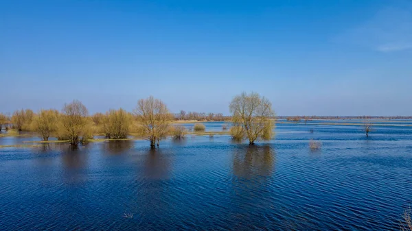 高い水の期間中に洪水の木 水の中の木 ベラルーシのトゥロフ近くのプリピャト川の春の洪水の風景 — ストック写真
