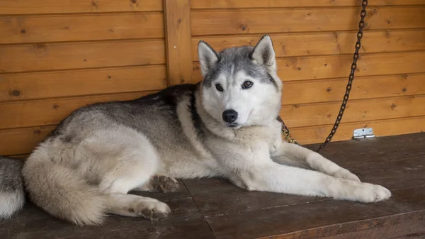 Sibirische Huskys Werden Einer Voliere Gehalten Der Hund Blickt Die — Stockfoto